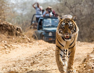 Weekend with Tiger in Jim Corbett