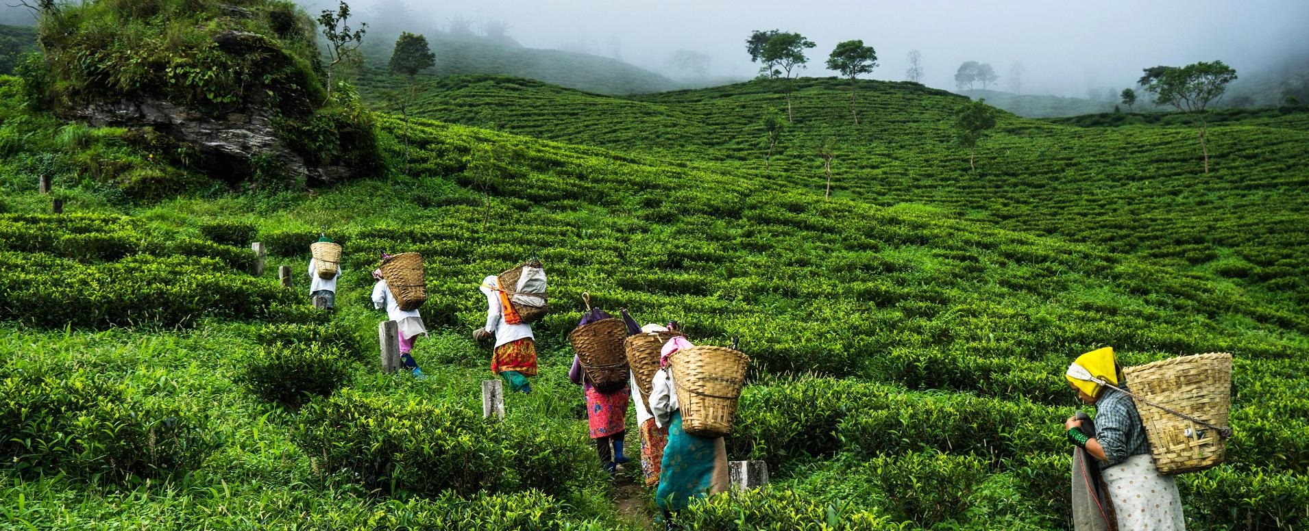  Darjeeling – Tea plantations to splendid views