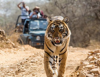 Rishikesh with Jim Corbett Package